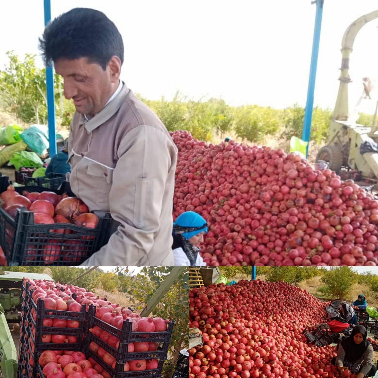 برداشت انار از باغات شرکت کشت و صنعت پیشرو صالح کاشمر(98/8/10)